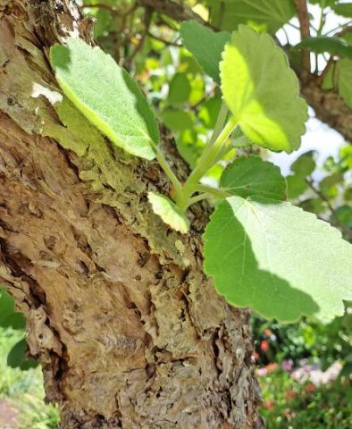 Greyia sutherlandii new branchlet on an old stem